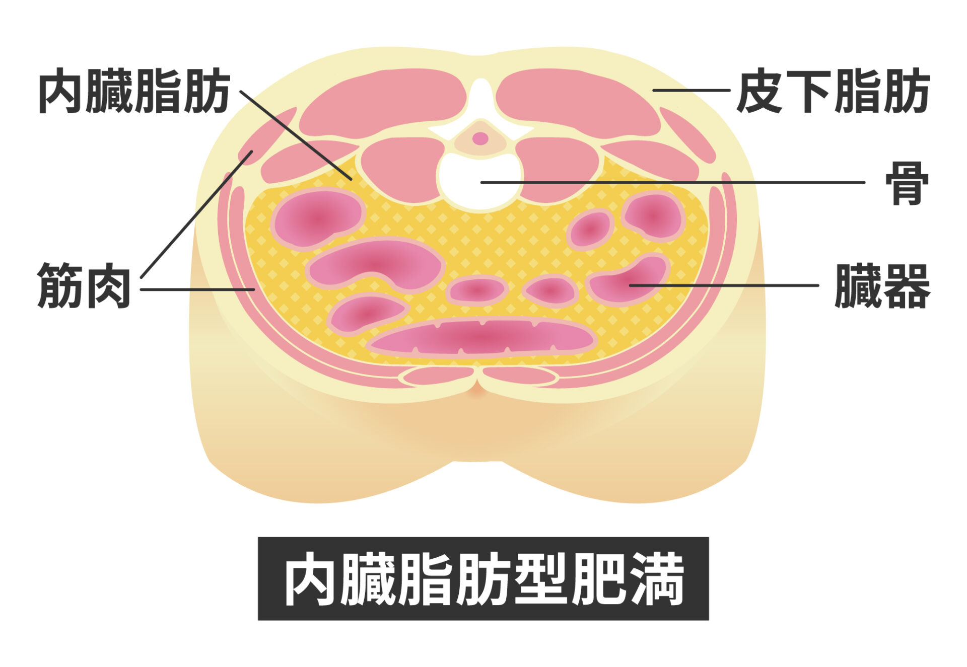 内臓脂肪の説明